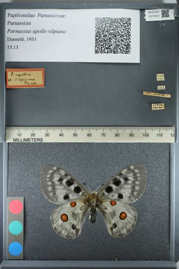 Media type: image;   Entomology 175201